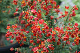 Sister Redhead Scotch broom with yellow flowers in a pot