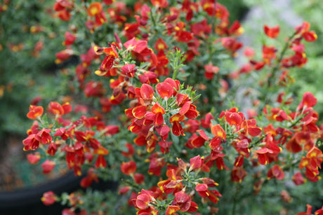 Sister Redhead Scotch broom with yellow flowers in a pot