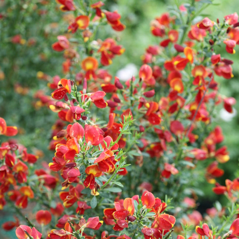 broom plant in pot SISTER REDHEAD® Scotch Broom