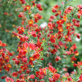Sister Redhead Scotch broom with red flowers in a pot