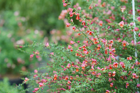 Sister Rosie Scotch broom with yellow flowers in a pot