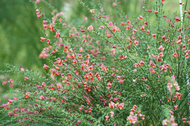 SISTER ROSIE® Scotch Broom – Creekside Nursery, Inc