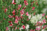 Sister Rosie Scotch broom in a nursery pot