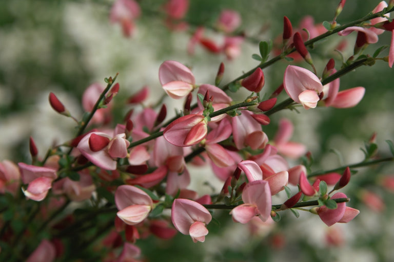 broom plant in pot SISTER ROSIE® Scotch Broom
