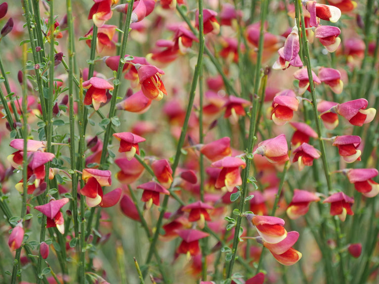broom plant in pot SISTER ROSIE® Scotch Broom