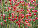 Sister Rosie Scotch broom with yellow blooms in a pot
