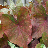 Heart to Heart Burning Heart caladium with red leaves in pot
