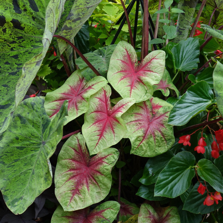 Heart to Heart® Lemon Blush Caladium | Proven Winners® – Creekside