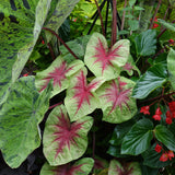 Heart to Heart Lemon Blush caladium in a pot