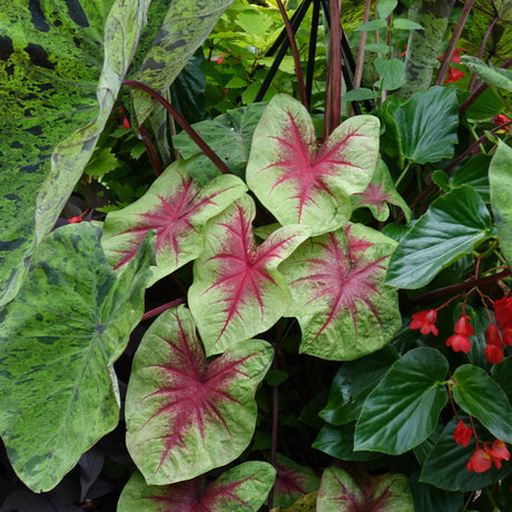 Heart to Heart Lemon Blush caladium in a pot