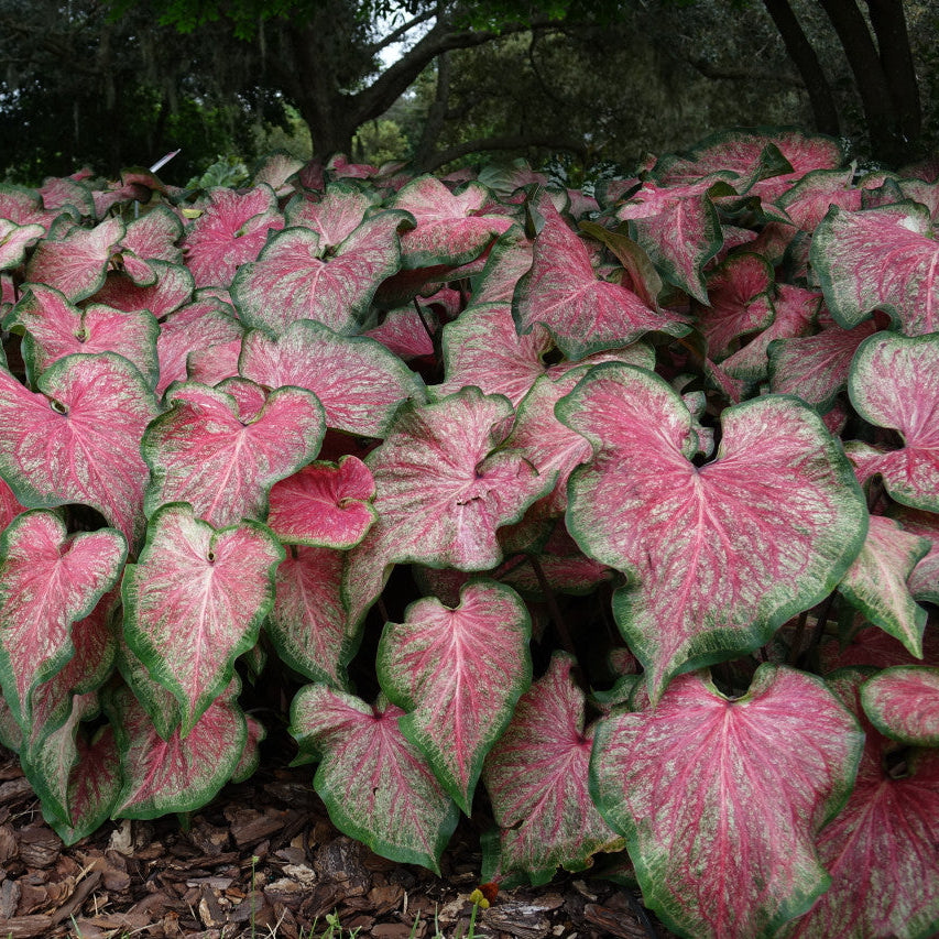 Heart to Heart® Tickle Me Pink Caladium | Proven Winners