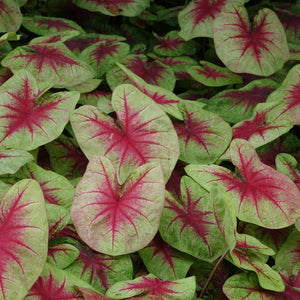 Heart to Heart Lemon Blush caladium with pale pink and green leaves