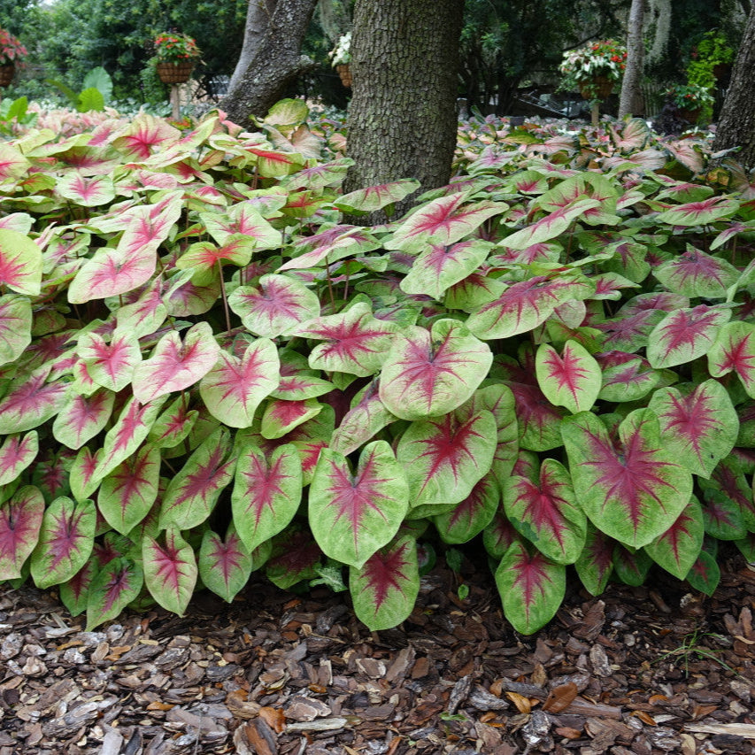 Heart to Heart® Lemon Blush Caladium | Proven Winners® – Creekside