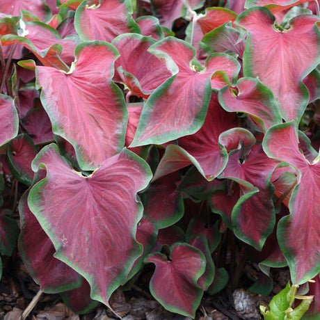 Heart to Heart Hot 2 Trot caladium in a pot