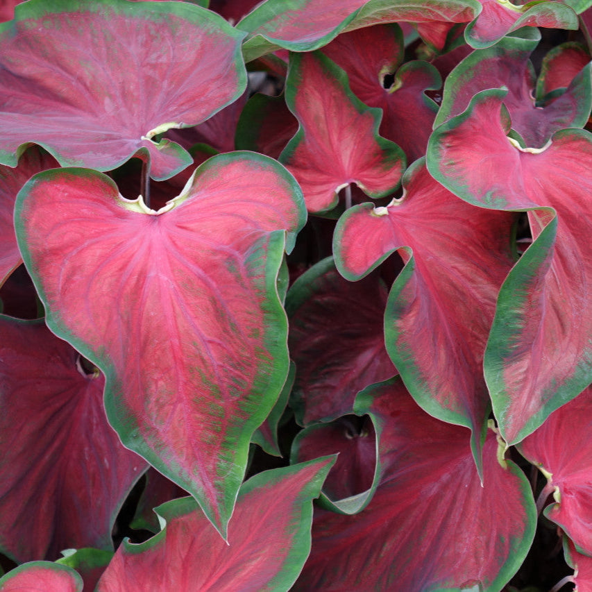 Heart to Heart® Hot 2 Trot Caladium | Proven Winners® – Creekside