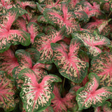 Heart to Heart Clowning Around caladium in a pot