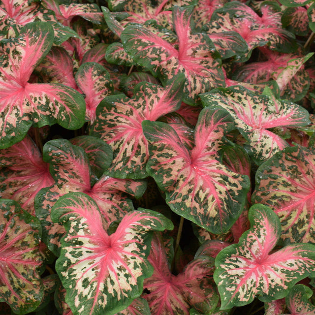 Heart to Heart Clowning Around caladium in a pot
