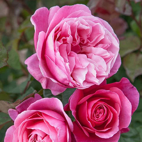 Dee-Lish rose with pink blooms in a nursery pot
