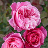 Dee-Lish rose with pink blooms in a nursery pot