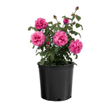Dee-Lish rose with pink blooms in a container