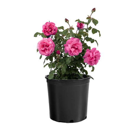 Dee-Lish rose with pink blooms in a container