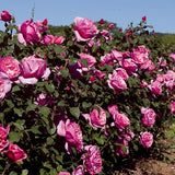 Dee-Lish rose with pink blooms in a nursery pot