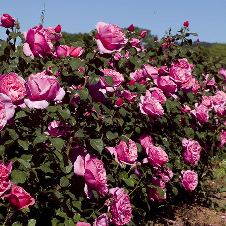 Dee-Lish rose with pink blooms in a nursery pot