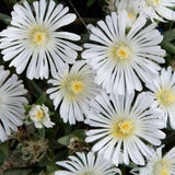 Wheels of White Wonder Delosperma with white flowers in a pot