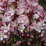 Yuki Cherry Blossom deutzia with white flowers in a pot