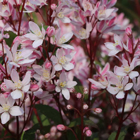 Yuki Cherry Blossom deutzia with white flowers in a pot