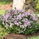 Yuki Cherry Blossom deutzia with pink flowers and green foliage