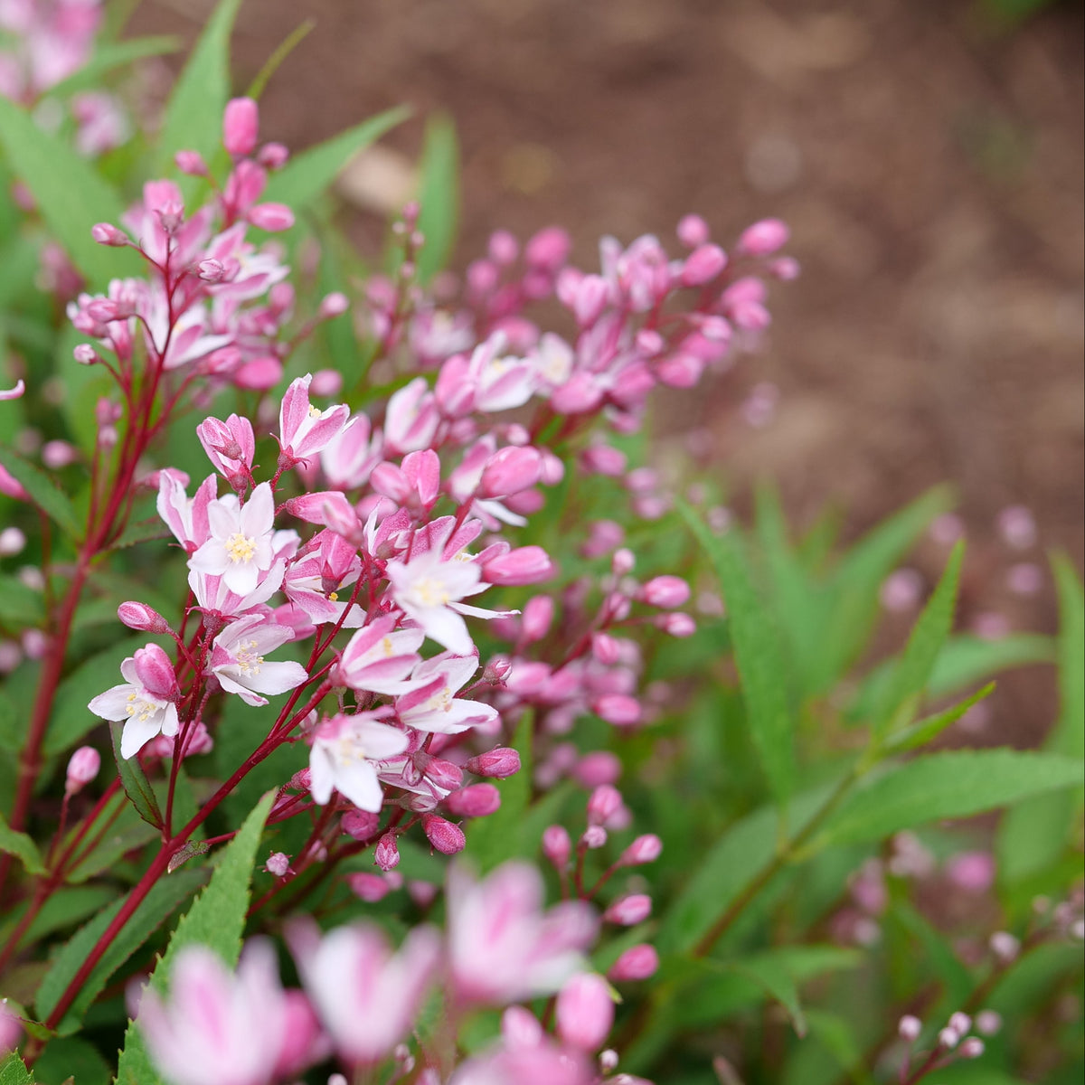 Yuki Cherry Blossom deutzia with white blooms in a pot