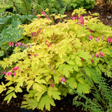 Gold Heart dicentra with pink and white flowers in bloom