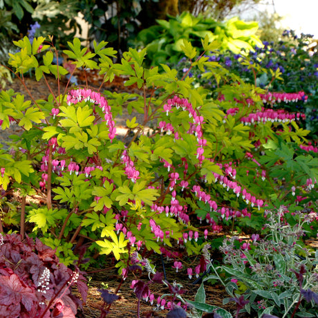 Gold Heart dicentra with pink heart-shaped flowers in a pot