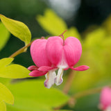 Gold Heart dicentra with heart-shaped pink flowers