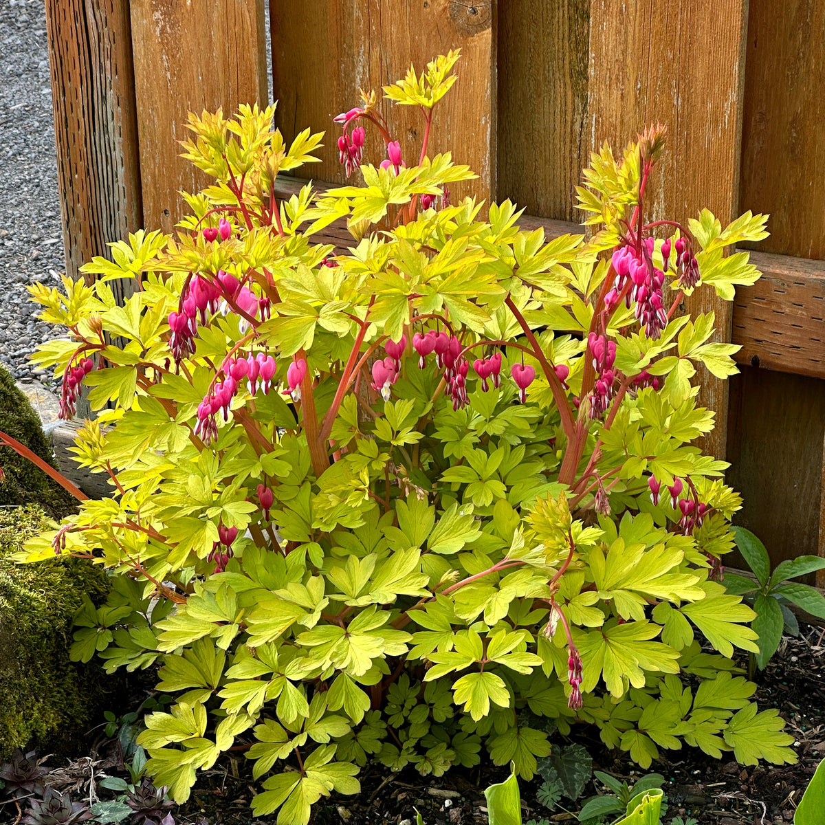 Gold Heart dicentra with pink heart-shaped flowers in bloom