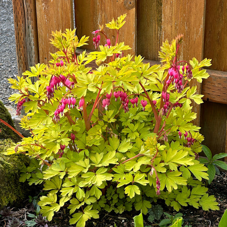 Gold Heart dicentra with pink heart-shaped flowers in bloom
