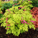 Gold Heart dicentra with yellow foliage in a pot