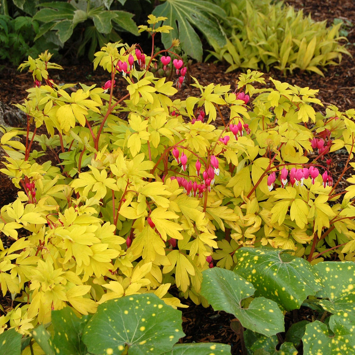 Gold Heart dicentra with pink heart-shaped flowers in bloom