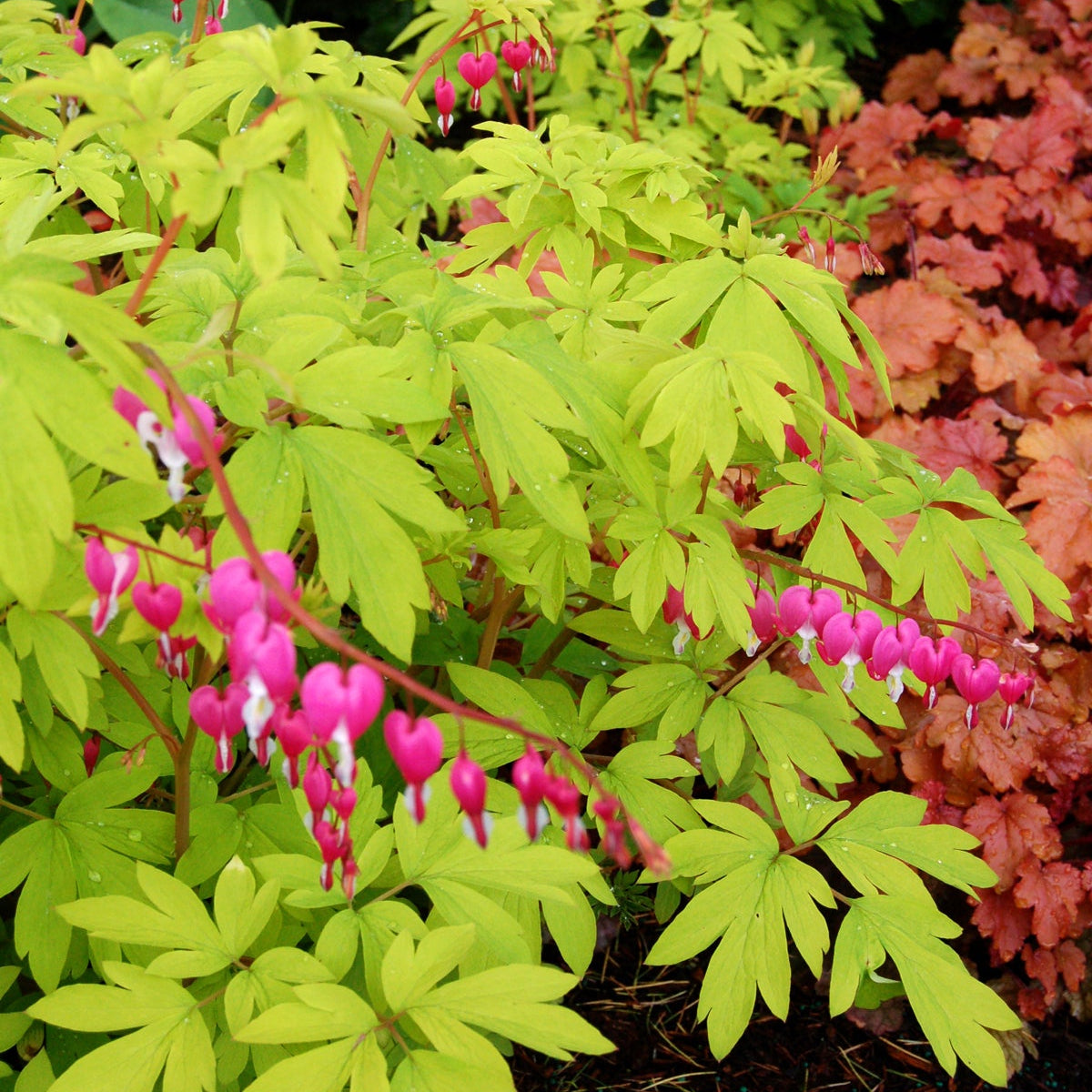 Gold Heart dicentra with pink heart-shaped flowers in bloom