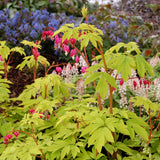 Gold heart dicentra with pink flowers in a pot
