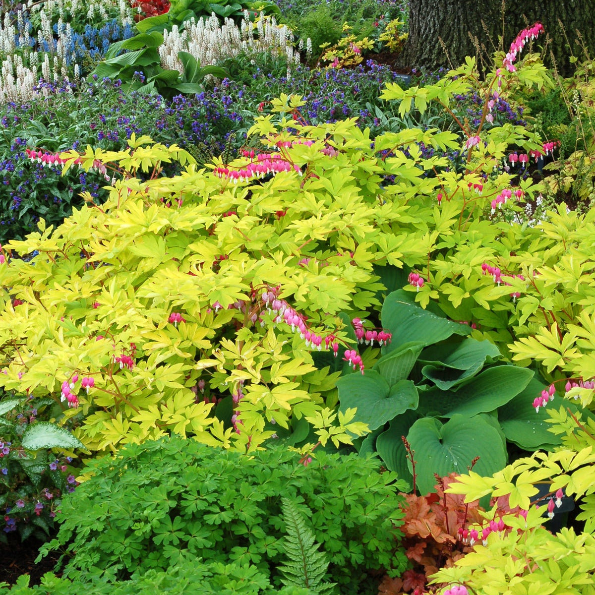Gold Heart dicentra with pink and white heart-shaped flowers