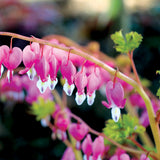 Gold Heart Dicentra with pink heart-shaped flowers