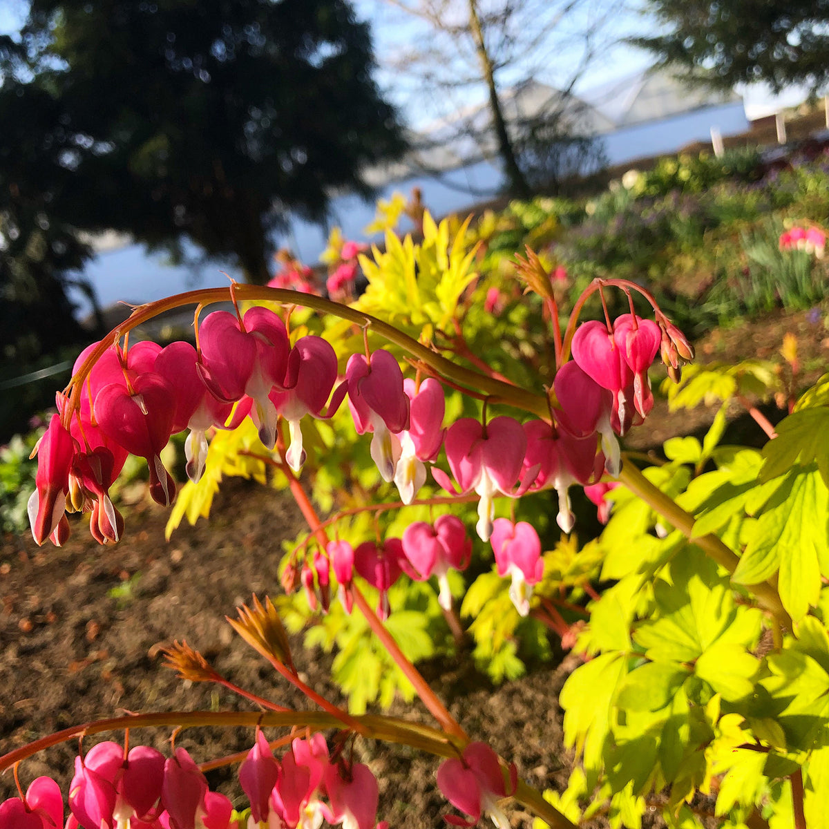 Gold Heart dicentra with pink heart-shaped flowers in bloom