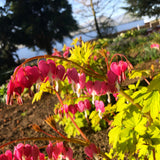 Gold Heart dicentra with pink heart-shaped flowers in bloom