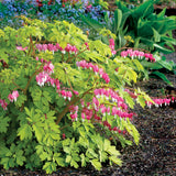 Gold Heart Dicentra with pink heart-shaped flowers in a pot