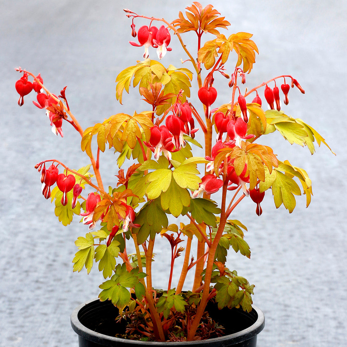 Ruby Gold dicentra with pink heart-shaped blooms and green foliage