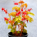 Ruby Gold dicentra with pink heart-shaped blooms and green foliage