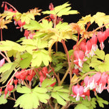 Ruby Gold dicentra with pink heart-shaped flowers in bloom