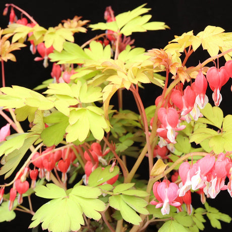 Ruby Gold dicentra with pink heart-shaped flowers in bloom